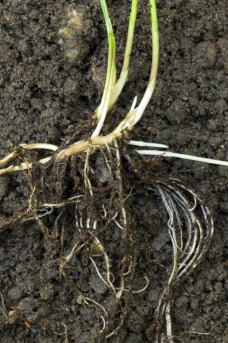 Rhizomes of couch grass (Elymus repens)