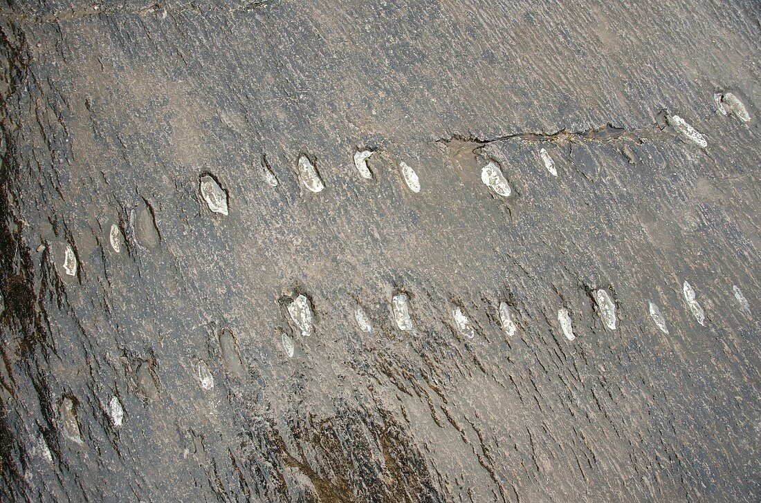 Tetrapod trackway
