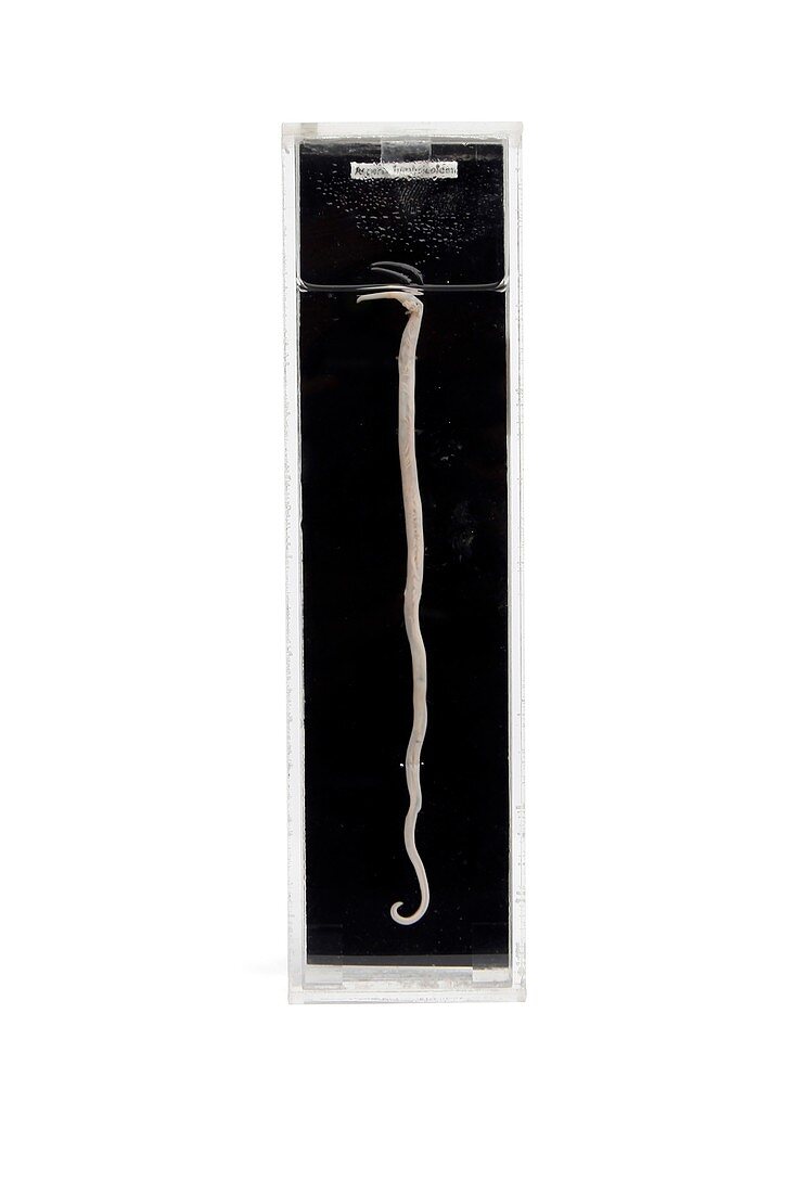 Worm,19th century specimen