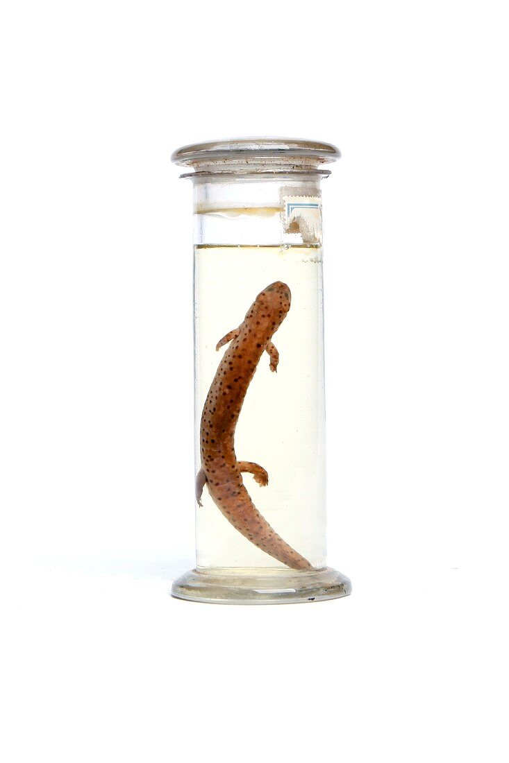 Salamander,19th century specimen