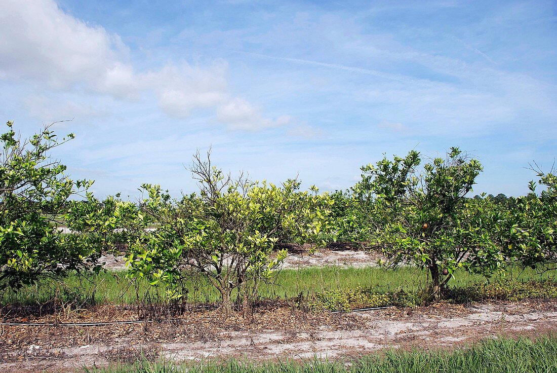 Trees with citrus greening disease