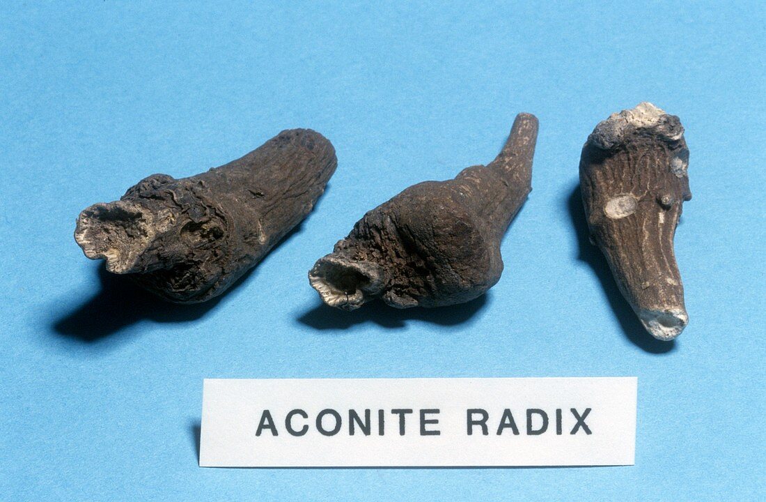 Aconite radix sample