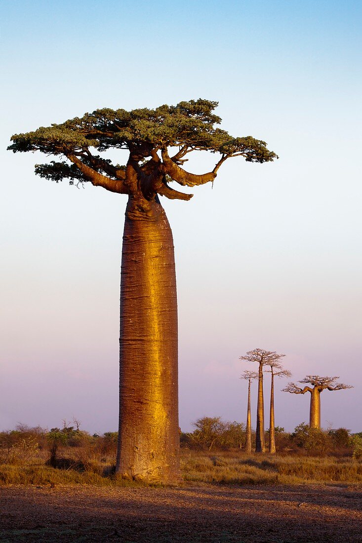 Grandidier's baobab trees