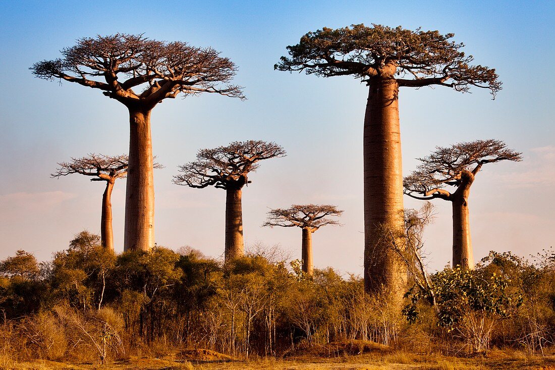 Grandidier's baobab trees