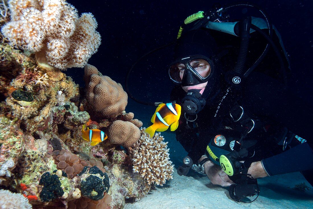 Red Sea clownfish and diver