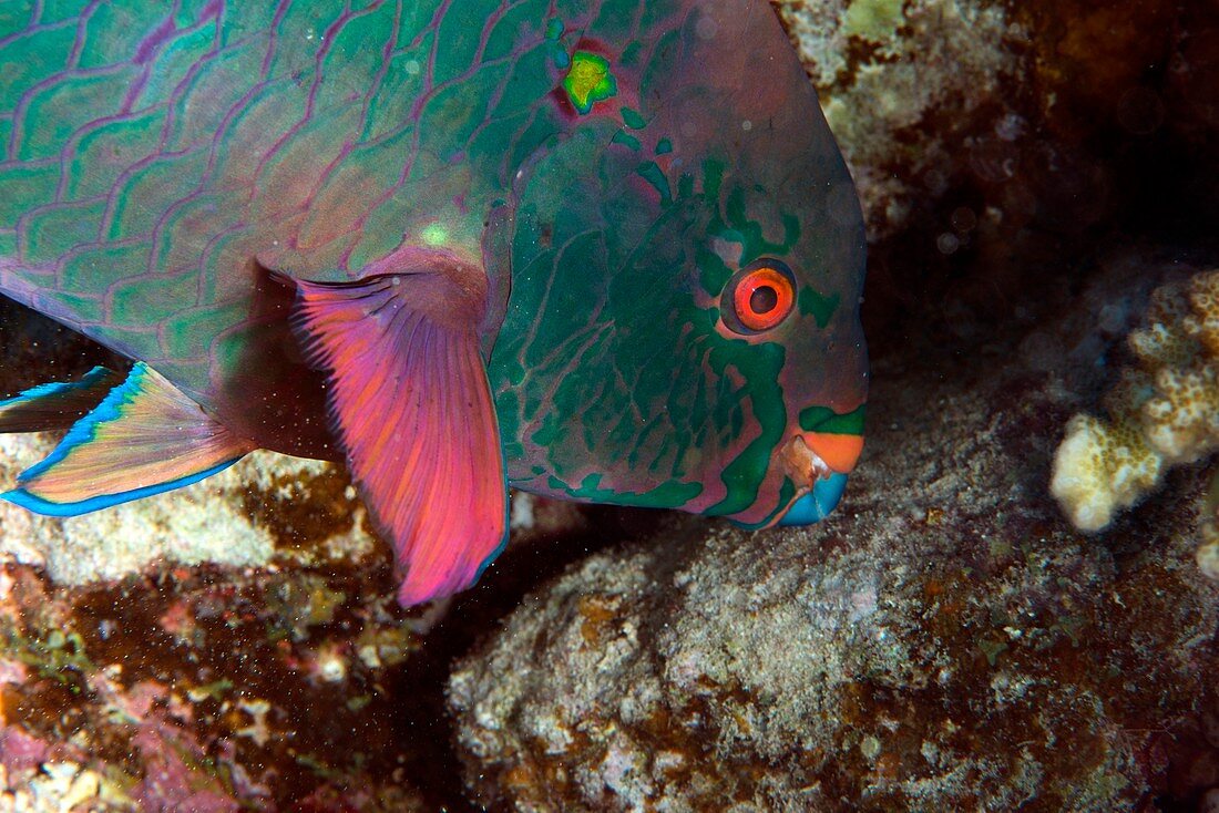 Parrotfish feeding