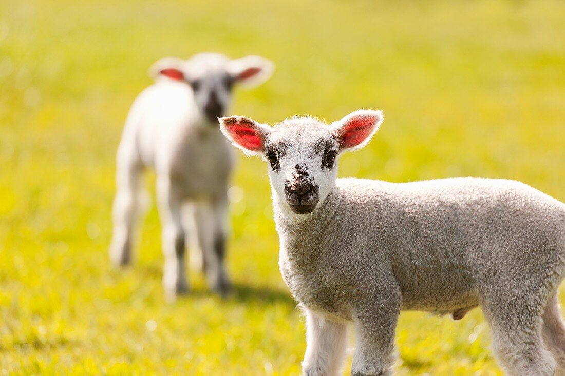 Young lambs in spring