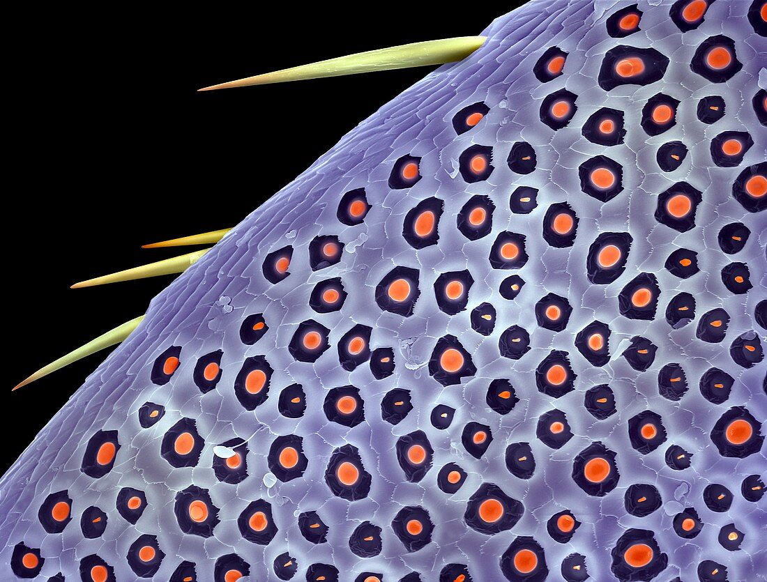 Cockchafer beetle antenna,SEM