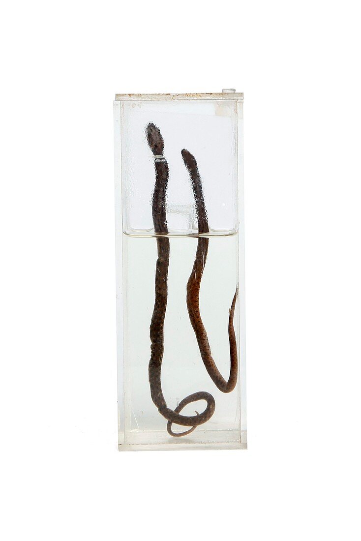 Snakes,19th century specimens