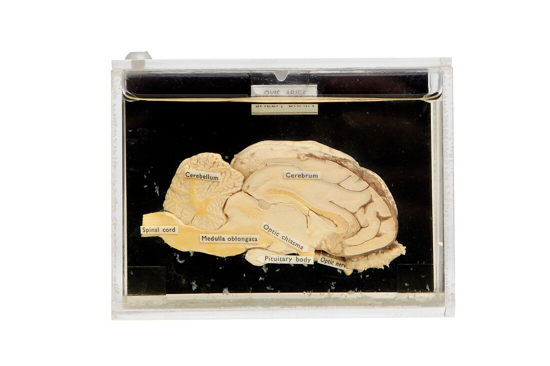 Sheep brain,19th century specimen