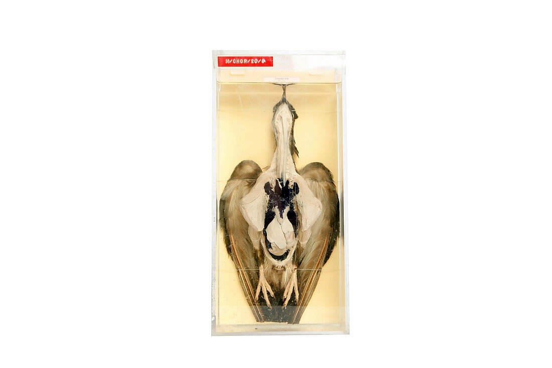 Preserved dissected pigeon