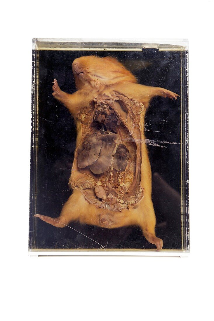 Dissected guinea pig,19th century