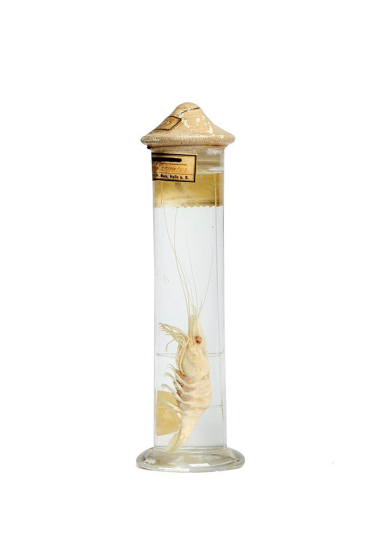 Preserved shrimp,19th century specimen