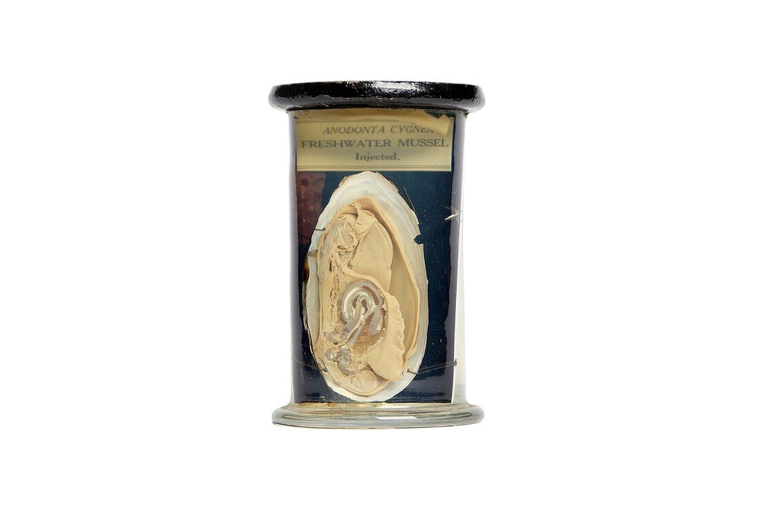 Dissected freshwater mussel,19th century