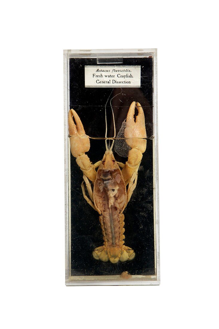 Dissected crayfish,19th century specimen