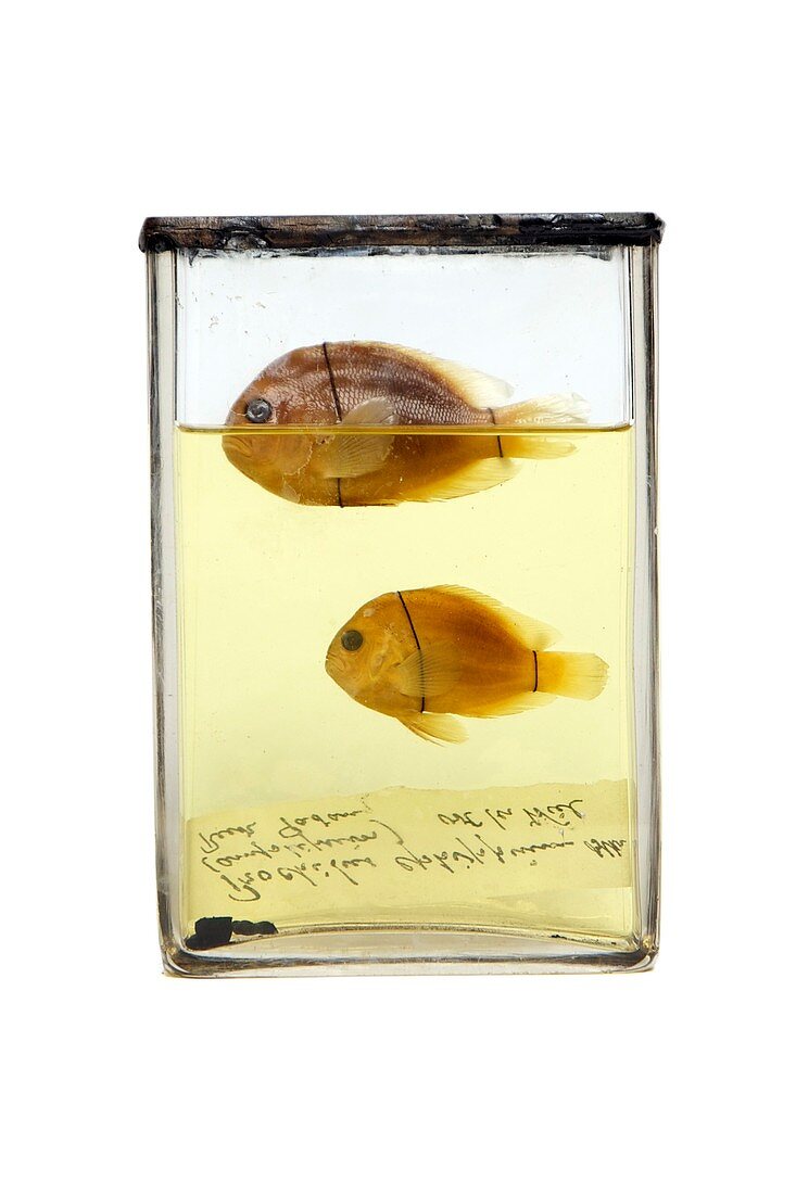 Preserved fish,19th century specimens