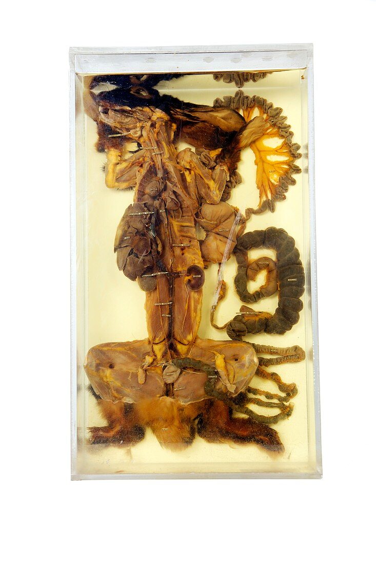 Dissected male rabbit,19th century