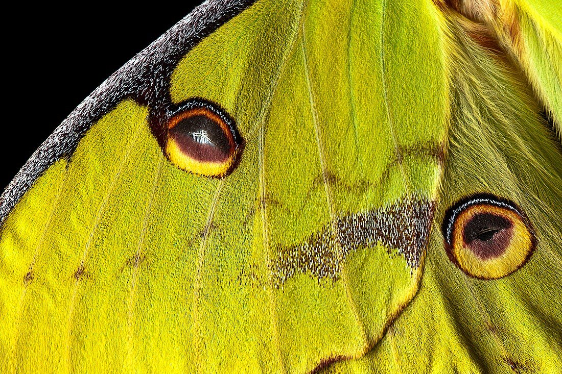 African moon moth wing