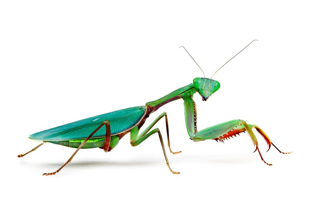 Female Australian giant rainforest mantis