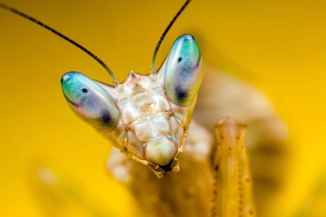 Indian flower mantis