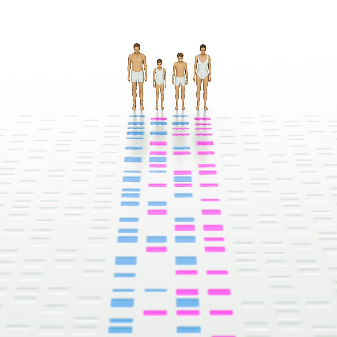 Genetic Relationships of a Family