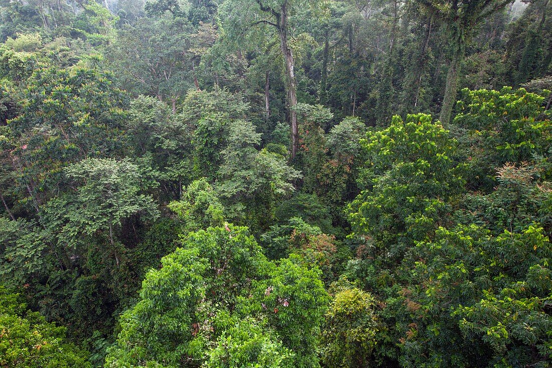Tropical lowland rainforest,Malaysia