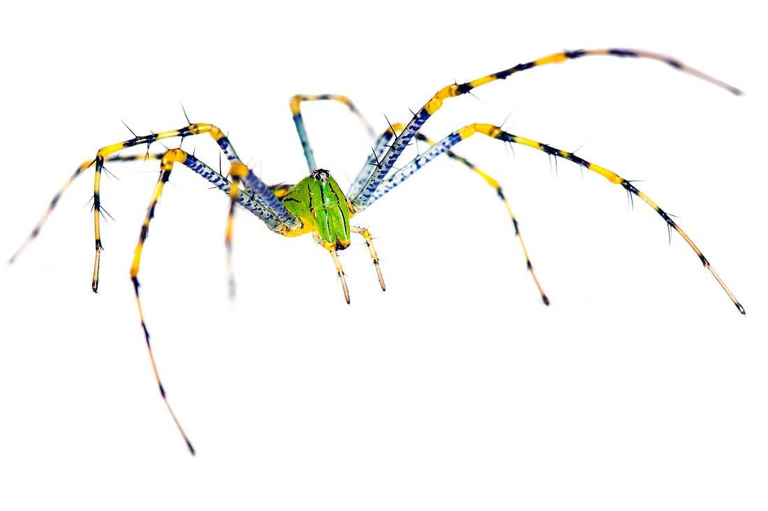 Malagasy green lynx spider