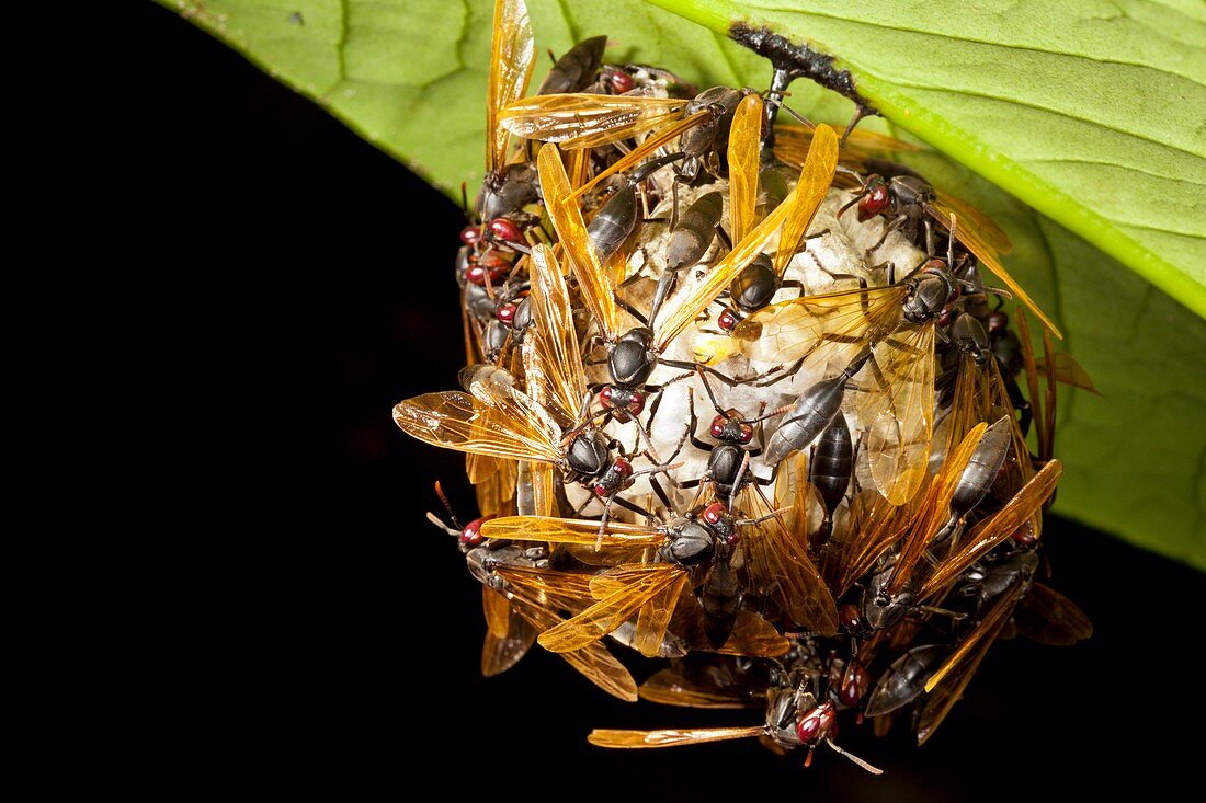 Paper wasps on nest