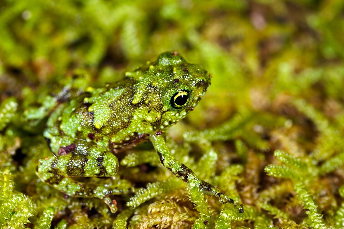 Juvenile rot-hole tree frog