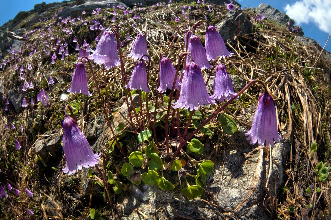 Dwarf Snowbell (Soldanella pusilla)