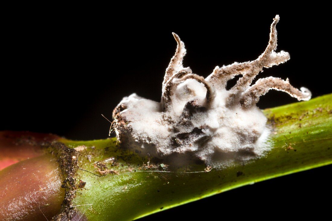 Parasitic fungus on dead spider