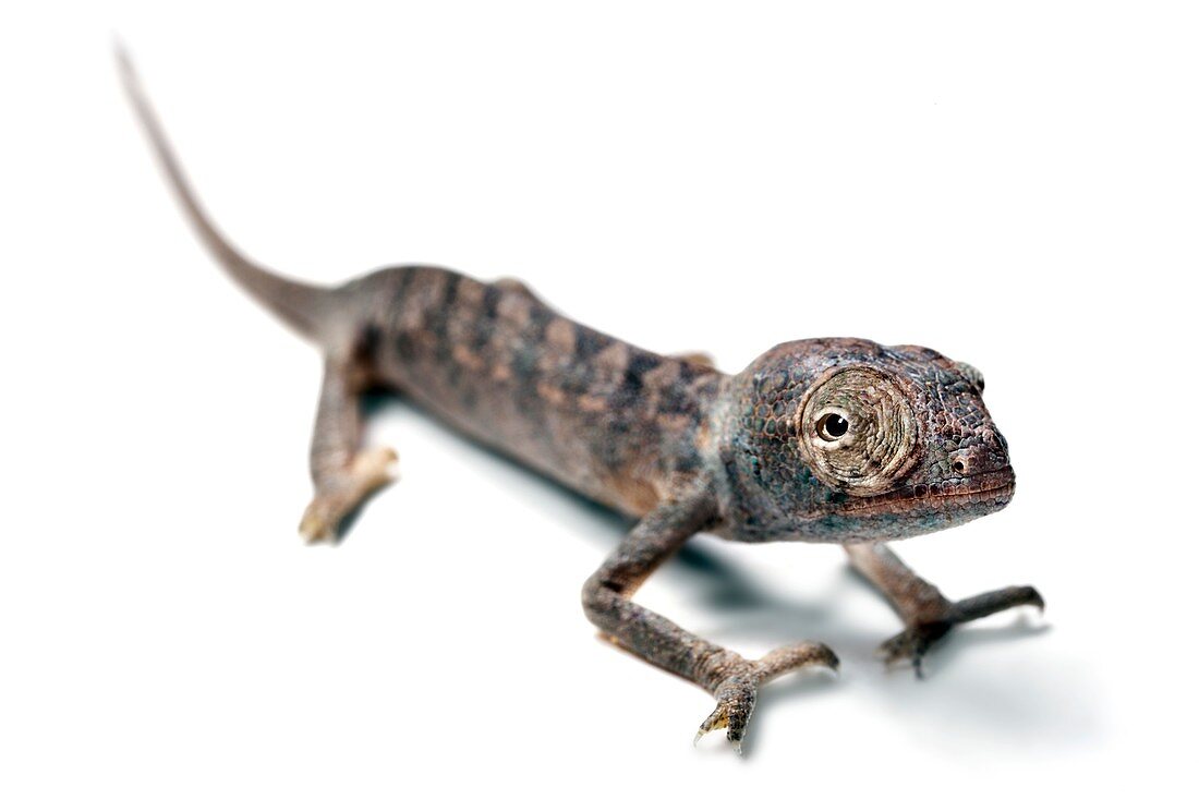 Juvenile Labord's chameleon