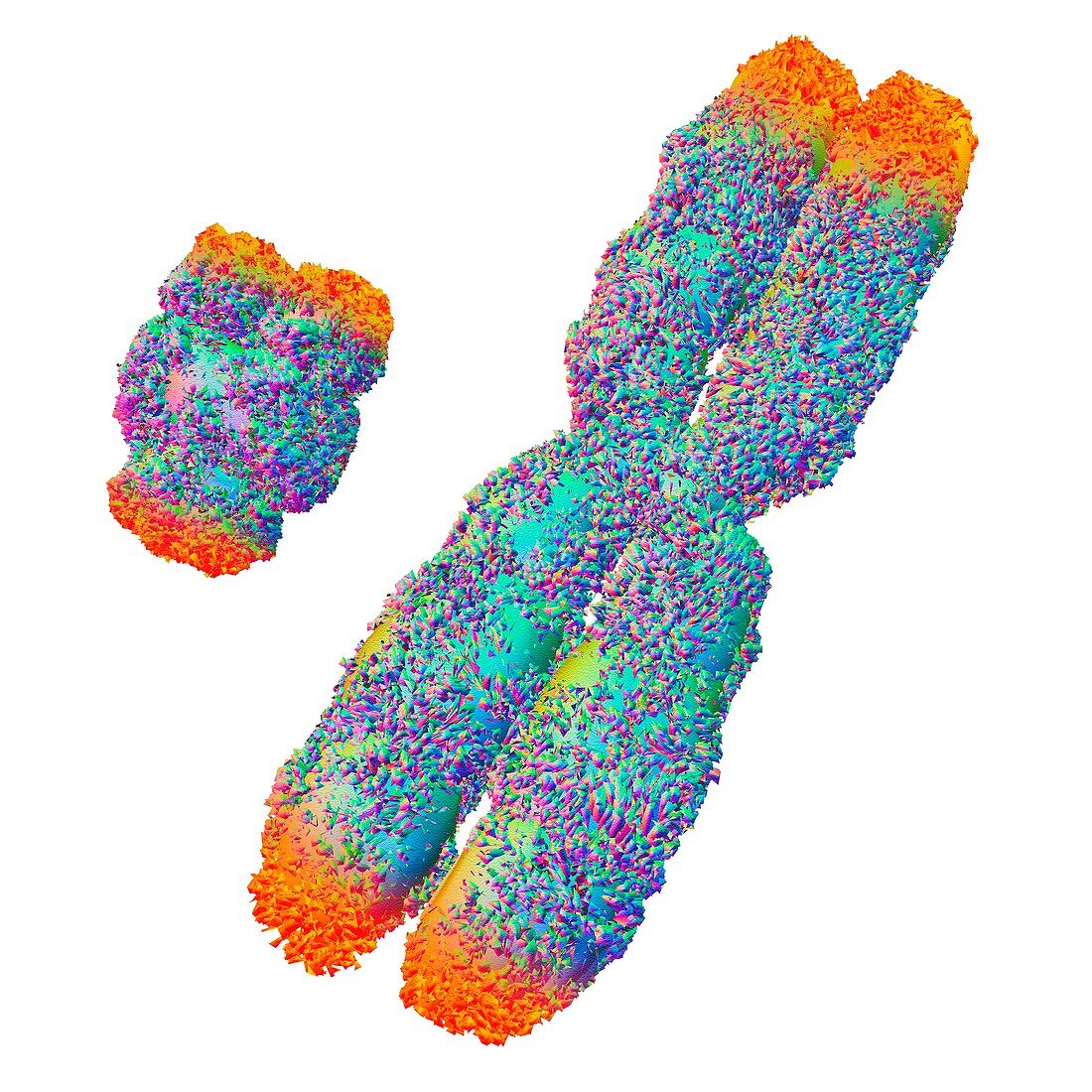 Y and X chromosome with telomeres