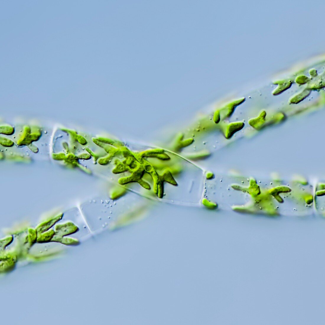 Zygnema pseudogedeanum green alga,LM