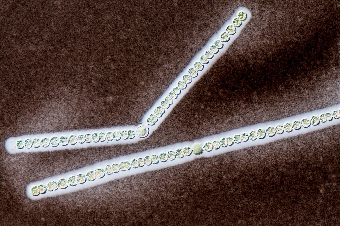 Anabena sp. cyanobacterium,LM