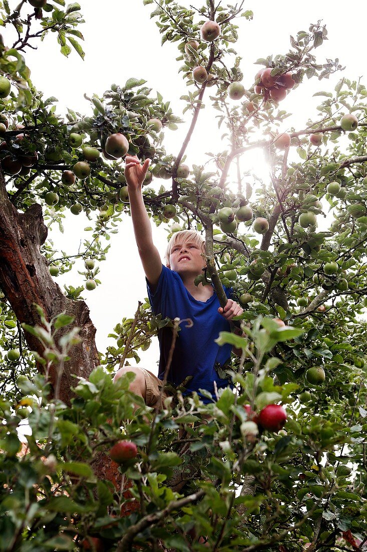 Teenage boy climbing an apple tree