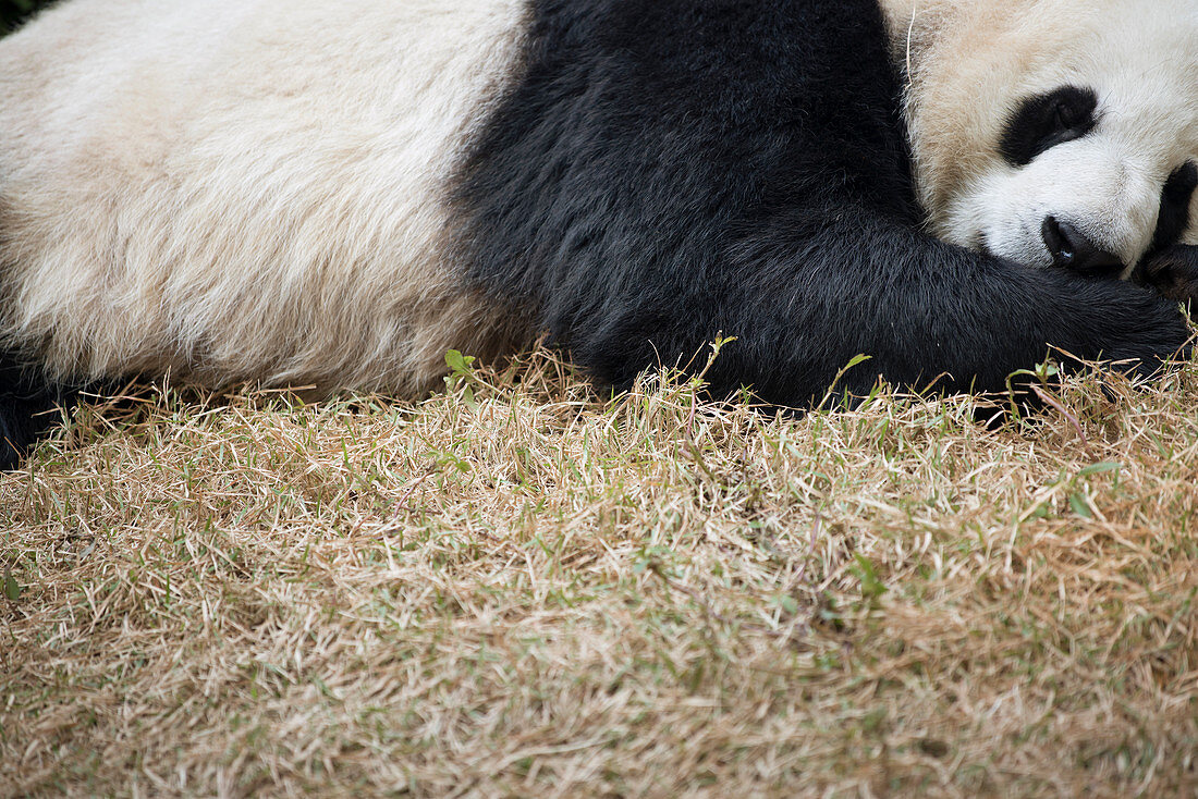 Sleeping giant panda
