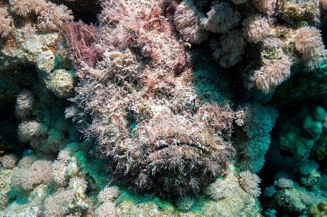 Stonefish camouflaged on corals