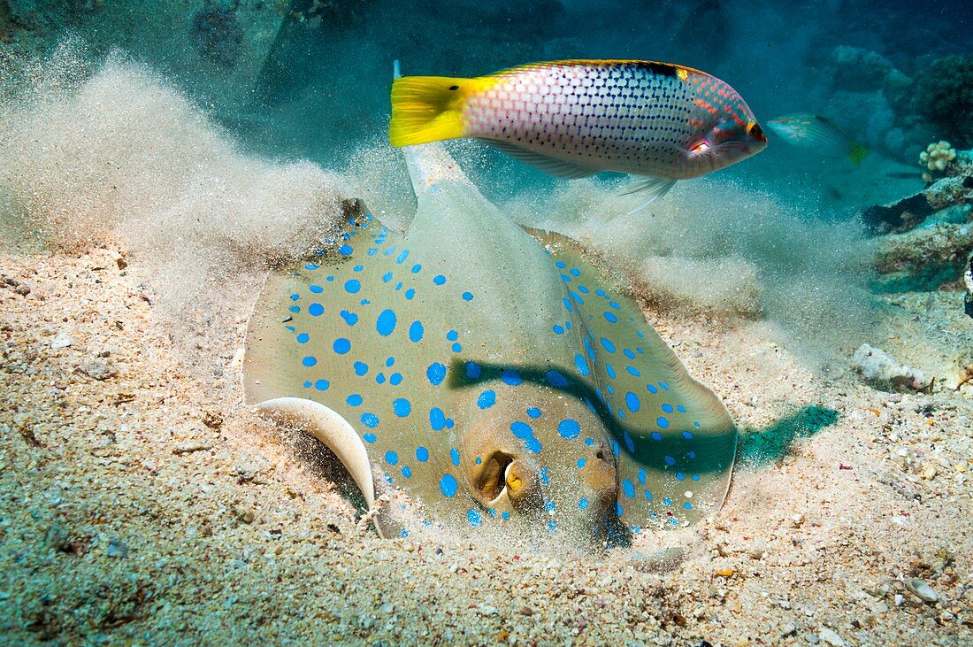 Bluespotted ribbontail ray and wrasse
