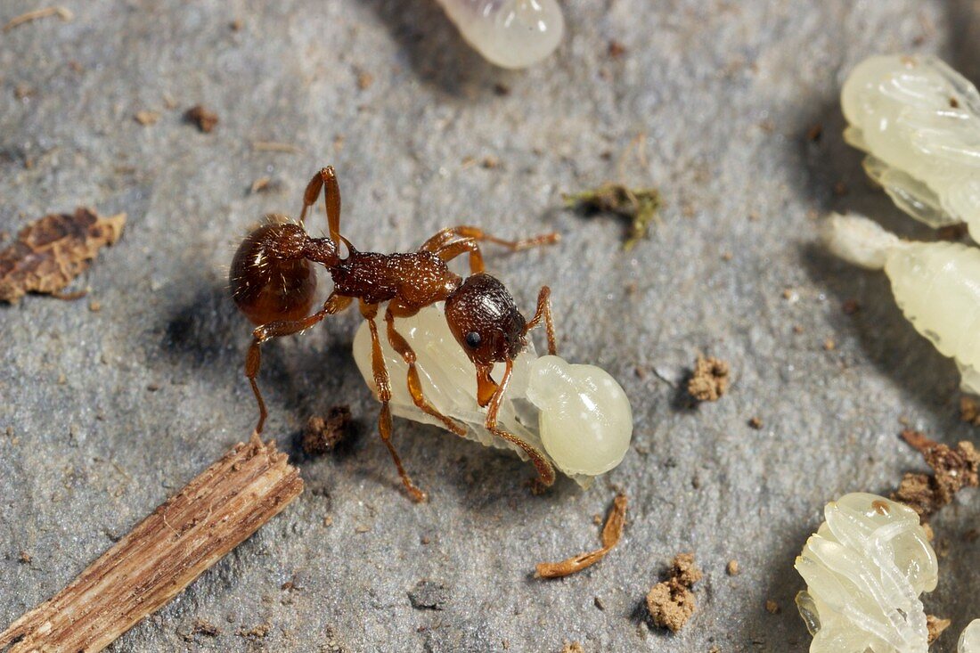 Ant lifting pupa