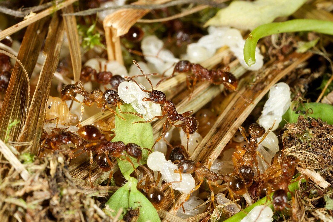 Fire ants with pupae