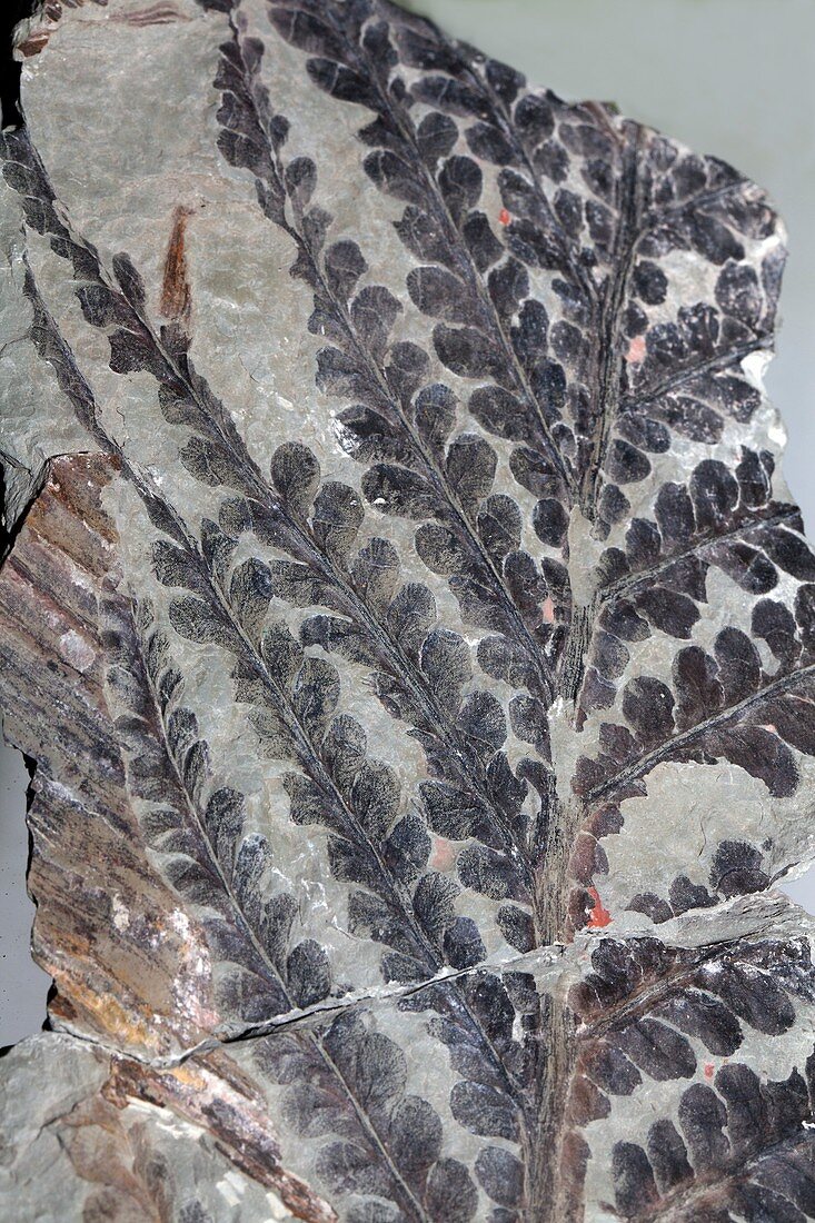 Brachyphyllum schenkeii,fossil plant