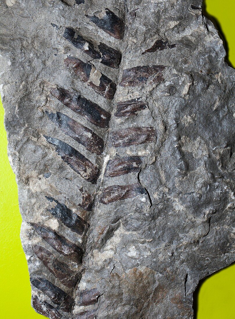 Zamites gigas,fossil plant