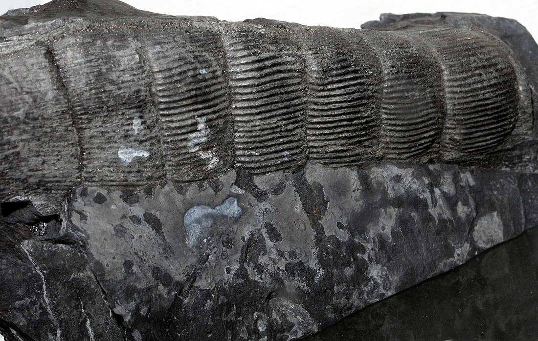 Calamites suckowii,fossil horseta