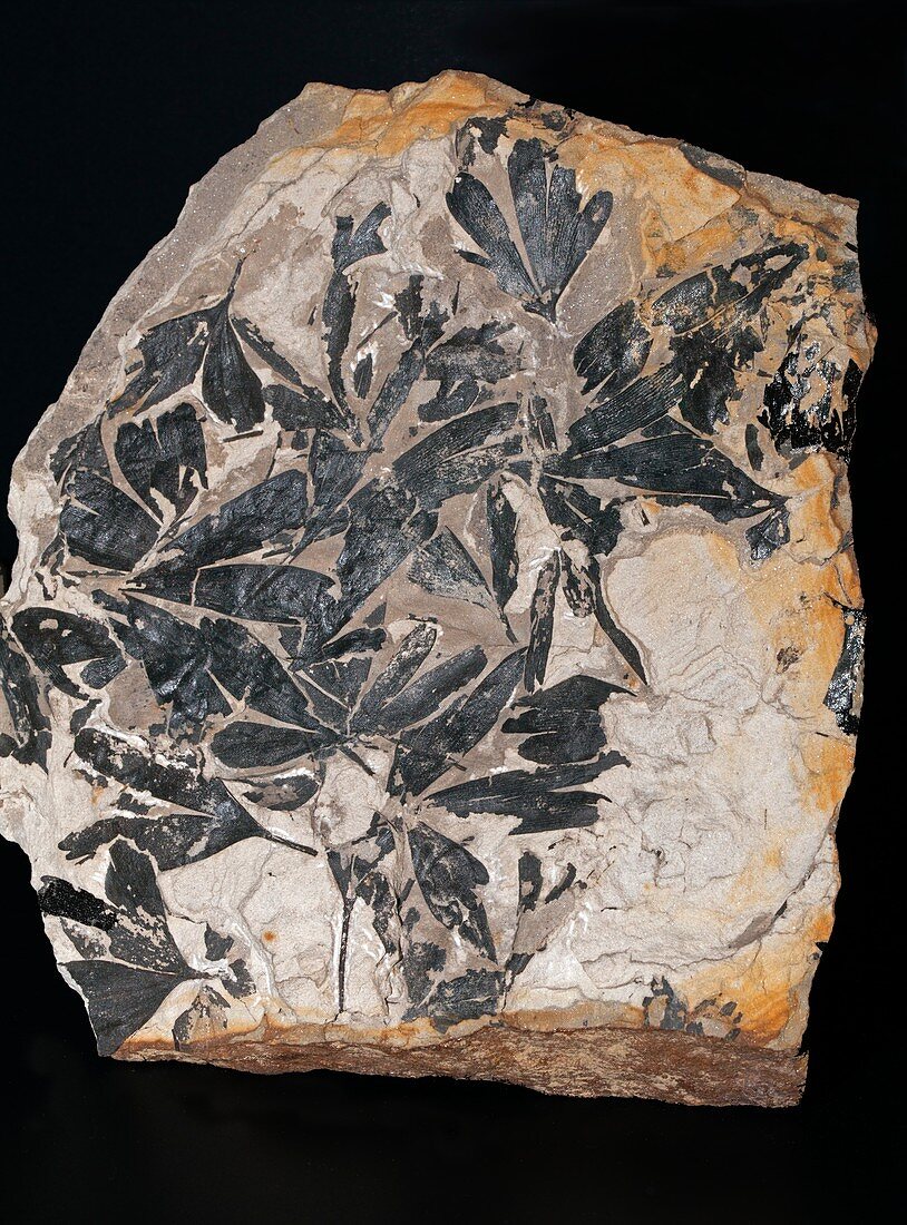 Ginkgoites huttoni,fossil ginkgo