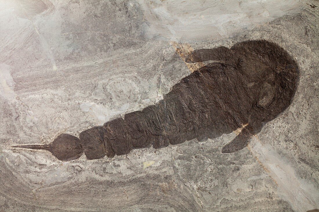 Slimonia acuminate,fossil water scorpion