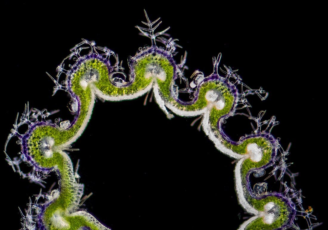 Lavandula angustifolia calyx section,LM