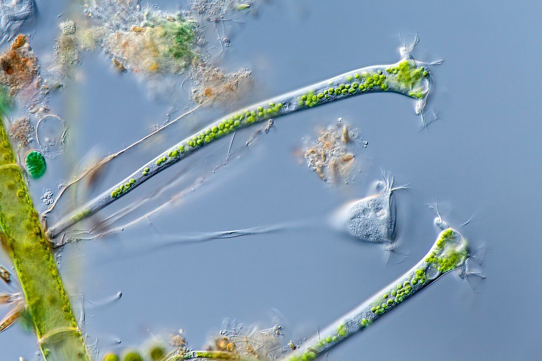 Thuricola ciliates,LM