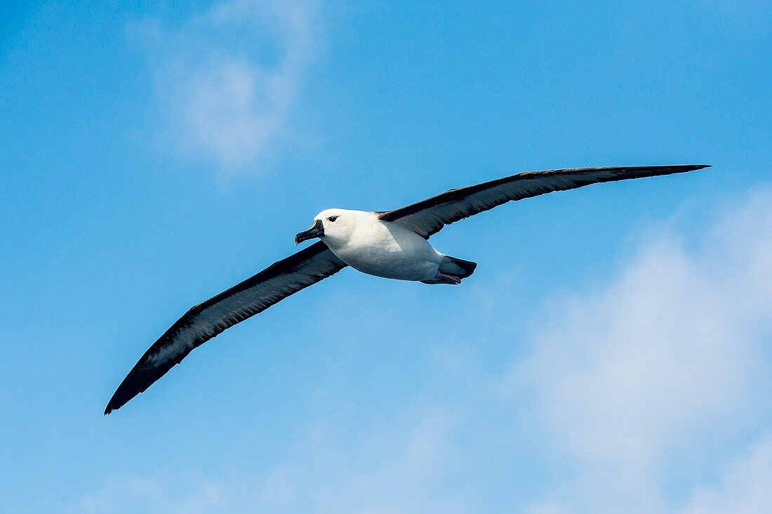 Indian Ocean yellow-nosed albatross