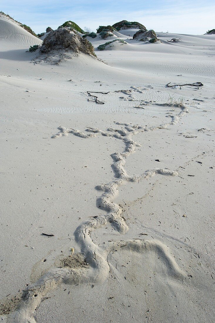 Cape mole-rat burrowing on sandy beach